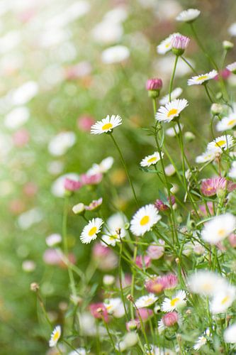 Photo verticale d'une prairie avec des marguerites