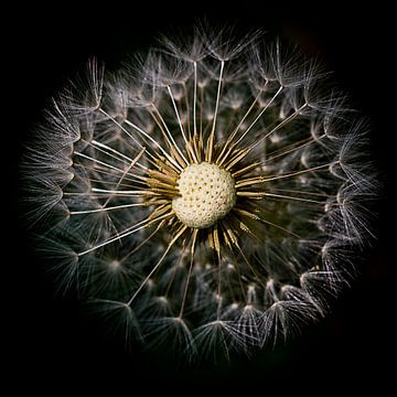 close up of fluffy dandelion on black background by DroomGans