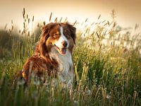 Australian shepherd