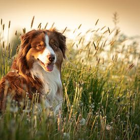 Australischer Schäferhund von Anke de Haan