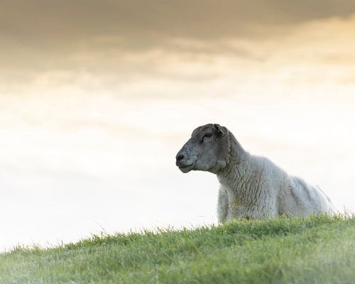 Moutons sur la digue