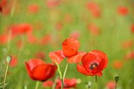 Rote Mohnblumen in einem Mohnblumenfeld von iPics Photography Miniaturansicht