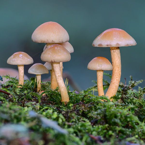 Pilze im Moos von Uwe Ulrich Grün