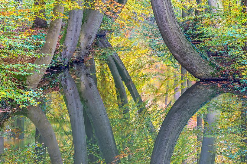 Bent or curved fall beech tree trunks mirror image in water  by Ben Schonewille