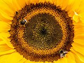 Bee - Hommels op zonnebloem van Stijn Cleynhens thumbnail