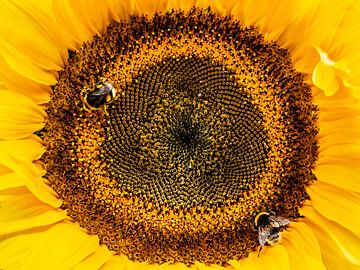 Hummeln auf Sonnenblume von Stijn Cleynhens