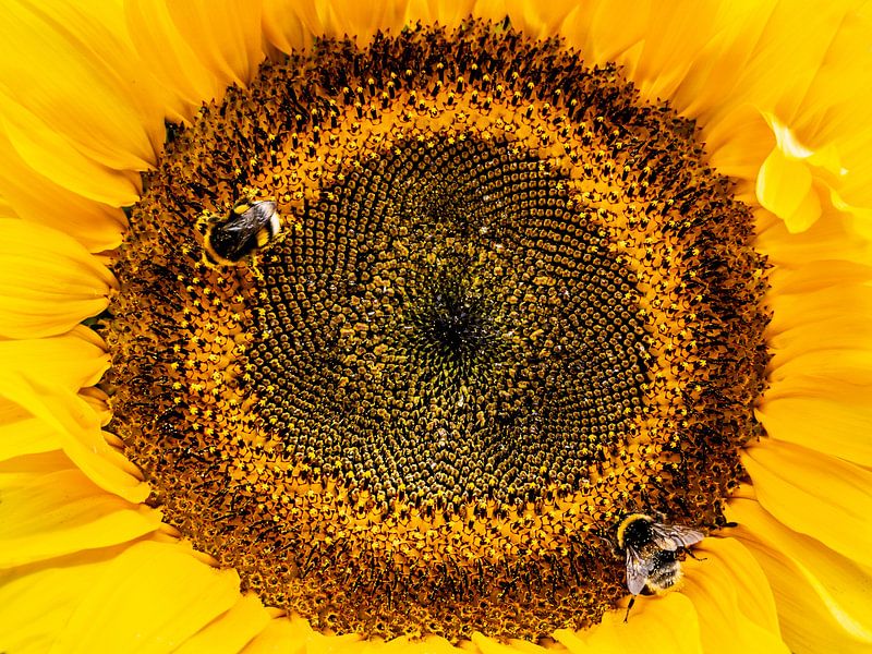 Bee - Hommels op zonnebloem van Stijn Cleynhens