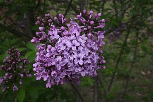 Lilac flower