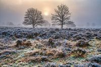 Frost on the ground