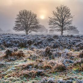 Frost on the ground by Peter Zendman