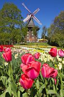 Flowers and windmill