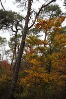 Laubwald im Herbst mit leuchtenden Farben