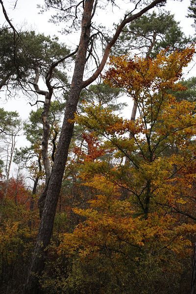 Deciduous forest in autumn with bright colours by Martin Flechsig