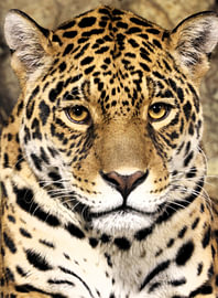 The Jaguar’s piercing gaze. by Louise Riethoff