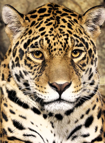 Le regard perçant du Jaquar.