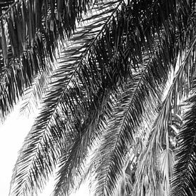 Details palm tree in black and white by Marit Hilarius