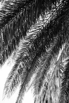 Details palmboom in het zwart wit van Marit Hilarius