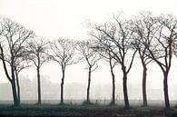 Trees in fog in the Braakman by Anne Hana thumbnail