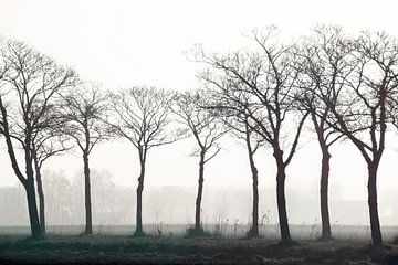 Bomen bij mist in de Braakman
