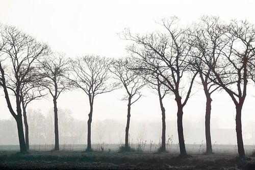 Trees in fog in the Braakman by Anne Hana