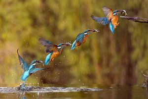 Eisvogel im Flug.