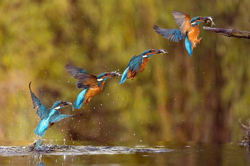 Kingfisher in flight.
