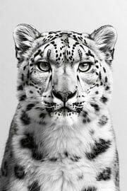 Schneeleopard von Poster Art Shop