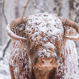 Schottischer Highlander im Schnee von Ans Bastiaanssen