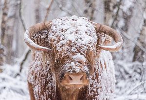 Schottischer Highlander im Schnee