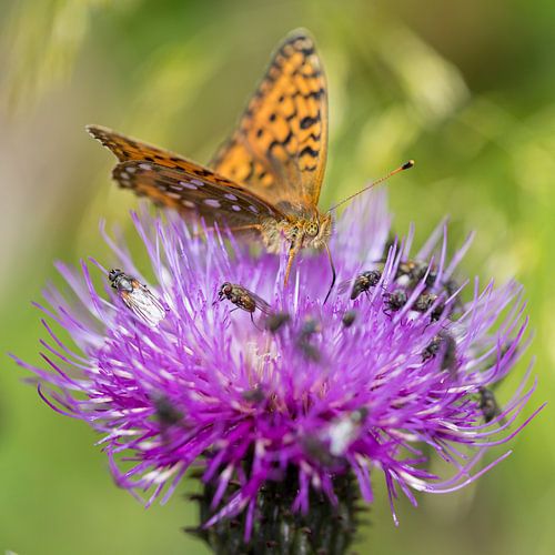 Vlinder op distelbloem