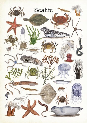 Sealife (la vie dans la mer)