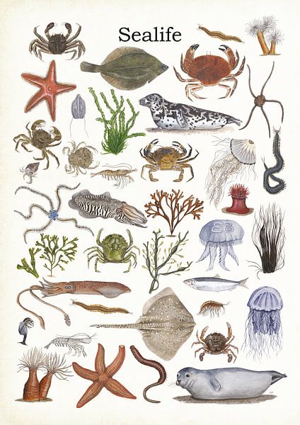 Sealife (leven in zee) van Jasper de Ruiter