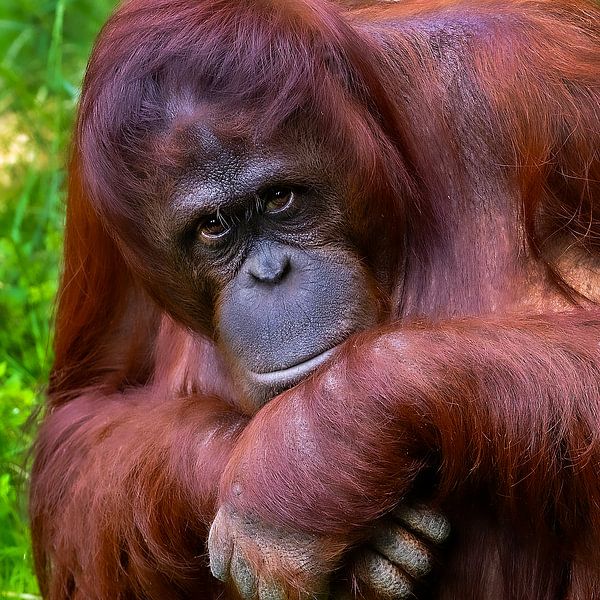 Portrait Orang Utan par Michel Groen