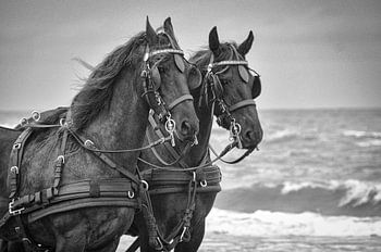 Friesian Horses