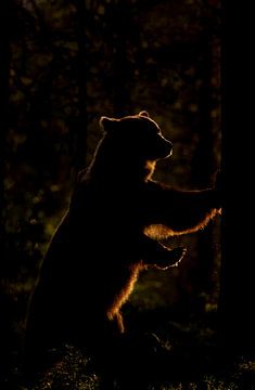 Bär mit Hintergrundbeleuchtung von Larissa Rand