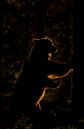 Bear with backlight by Larissa Rand thumbnail