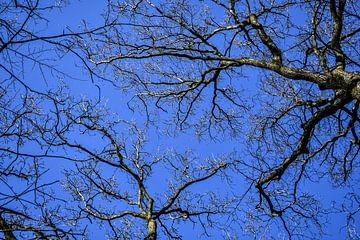 Sky Roots van Bianca Luidinga