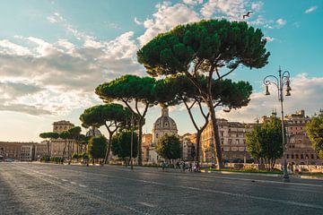 Rue avec des arbres à brocolli à Rome sur Dennis van den Worm