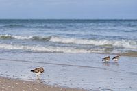 Turnstone on the beach of Norderney
