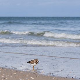 Steinwälzer am Strand von Norderney von Catrin Grabowski