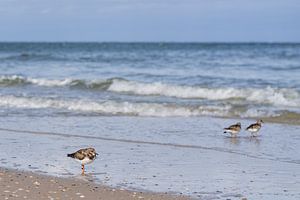 Steinwälzer am Strand von Norderney