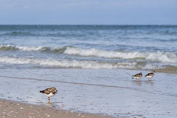Steinwälzer am Strand von Norderney von Catrin Grabowski