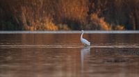 little egret