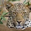 Leopard portrait by Richard Guijt Photography
