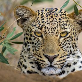 Leopard portrait by Richard Guijt Photography