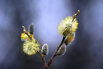 Chatons de saule sur Jolanta Mayerberg