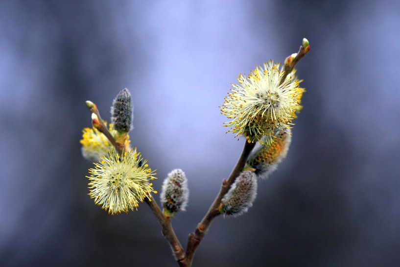 Chatons de saule par Jolanta Mayerberg