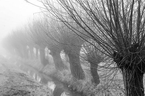 Pollard willows in the mist