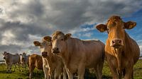 Nieuwsgierige koeien poseren in een rij voor de fotograaf von Bram van Broekhoven Miniaturansicht