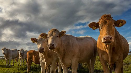 Nieuwsgierige koeien poseren in een rij voor de fotograaf